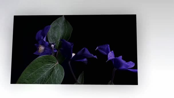 Lapso de tempo de abertura de flores azuis escuras isoladas em fundo preto — Vídeo de Stock