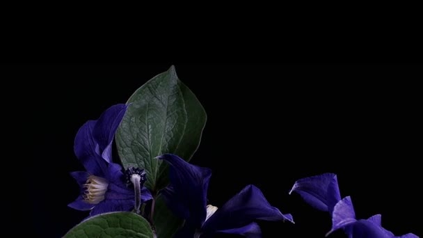 Zeitraffer des Öffnens dunkelblauer Blüten auf schwarzem Hintergrund — Stockvideo
