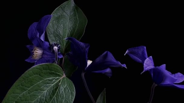 Idő eltelt megnyitásakor elszigetelt fekete háttér sötét kék virágok — Stock videók