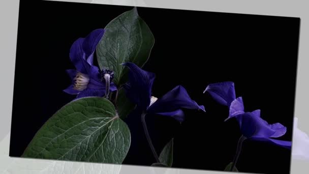 Time-lapse de apertura de flores de color azul oscuro aisladas sobre fondo negro — Vídeos de Stock