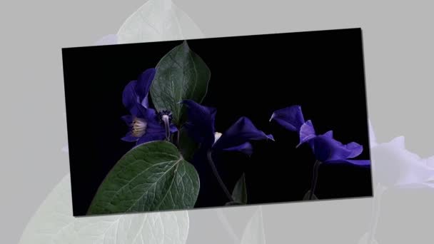 Siyah arka plan üzerine izole koyu mavi çiçek açma hızlandırılmış — Stok video