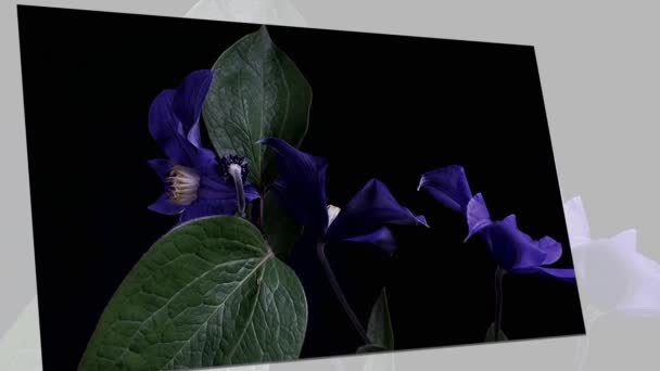 Time-lapse de apertura de flores de color azul oscuro aisladas sobre fondo negro — Vídeos de Stock