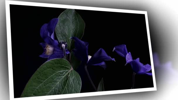 Время открытия темно-синих цветов, выделенных на черном фоне — стоковое видео