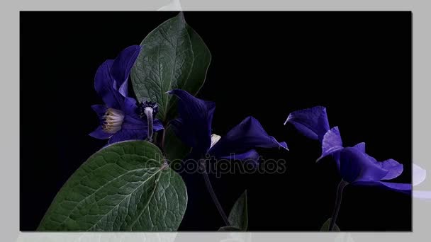 Lapso de tempo de abertura de flores azuis escuras isoladas em fundo preto — Vídeo de Stock