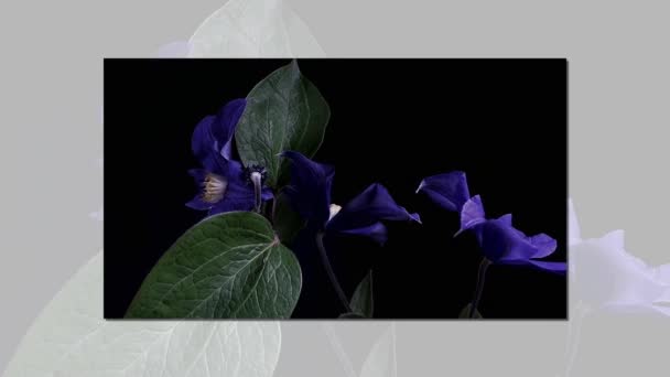 Time-lapse de apertura de flores de color azul oscuro aisladas sobre fondo negro — Vídeos de Stock