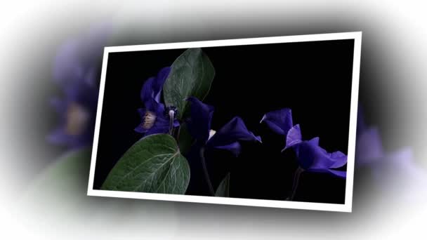 Time-lapse van het openen van donker blauwe bloemen geïsoleerd op zwarte achtergrond — Stockvideo