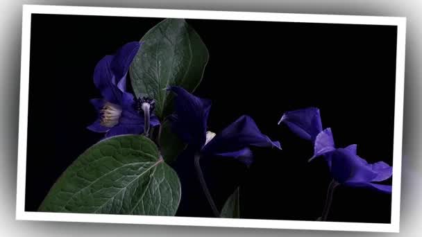 Time-lapse di apertura fiori blu scuro isolato su sfondo nero — Video Stock