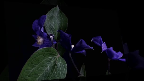 Перетин часу відкриття темно-синіх квітів ізольовано на чорному тлі — стокове відео