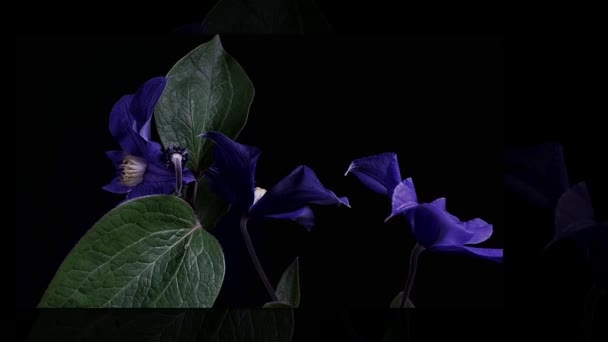 Lapso de tempo de abertura de flores azuis escuras isoladas em fundo preto — Vídeo de Stock