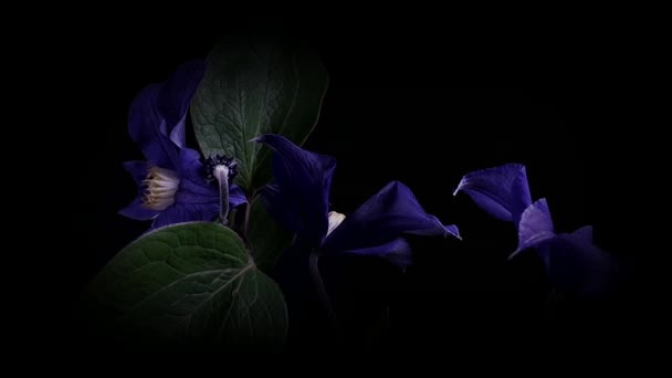 Time-lapse de apertura de flores de color azul oscuro aisladas sobre fondo negro — Vídeos de Stock