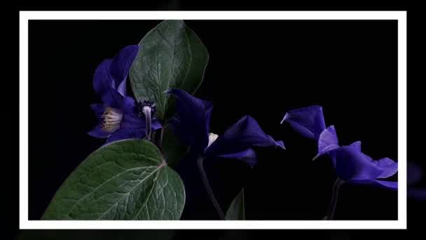 Time-lapse of opening dark blue flowers isolated on black background — Stock Video