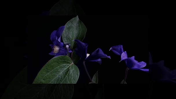 Time-lapse of opening dark blue flowers isolated on black background