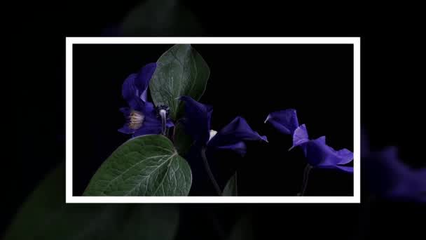 Time-lapse van het openen van donker blauwe bloemen geïsoleerd op zwarte achtergrond — Stockvideo