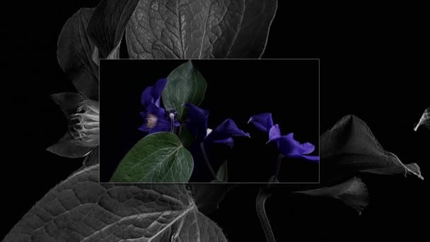 Время открытия темно-синих цветов, выделенных на черном фоне — стоковое видео
