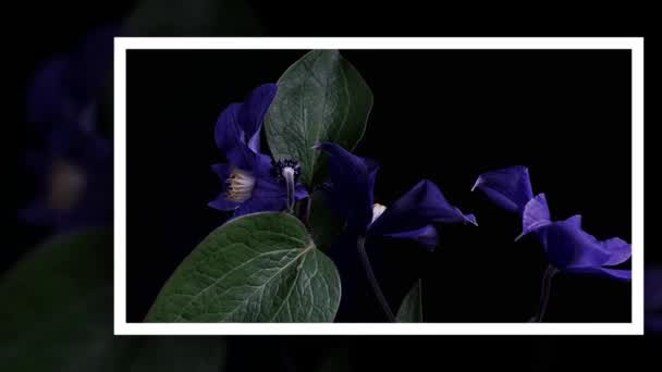 Upływ czasu otwarcia ciemno niebieskie kwiaty na białym na czarnym tle — Wideo stockowe