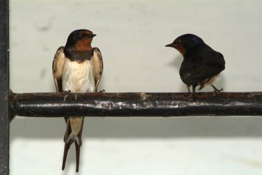 Kuş ve yaban hayatı hayvanlarda. Kırlangıç bebek kuş beslemek 