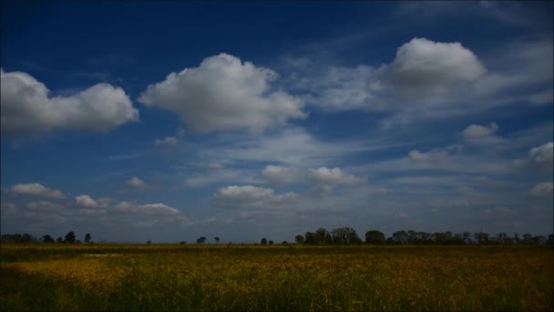 Cornfield par temps nuageux 