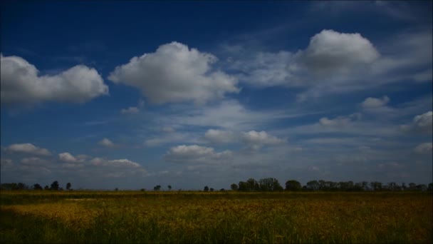 Búzatábla egy felhős nap — Stock videók