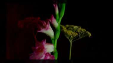 Pembe Glayöl çiçek tomurcukları, timelapse çiçeklenme