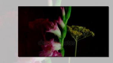 Pembe Glayöl çiçek tomurcukları, timelapse çiçeklenme