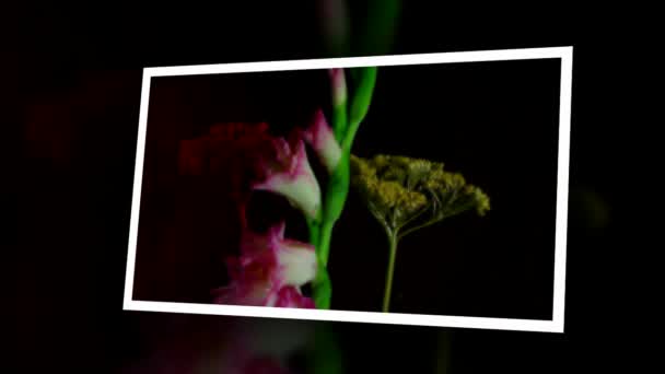 Pembe Glayöl Çiçek Tomurcukları Timelapse Çiçeklenme — Stok video