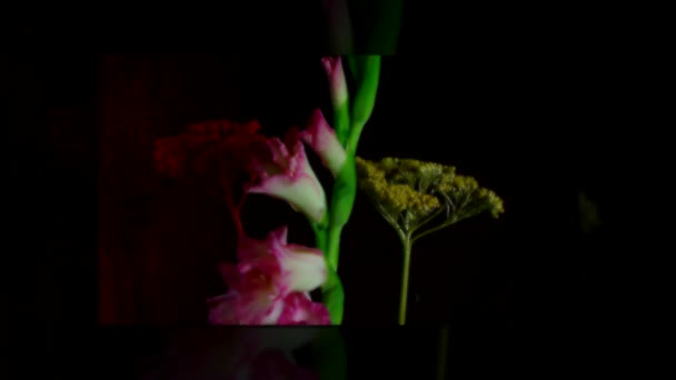 Blooming Pink Gladiolus Flower Buds Timelapse — Stock Video