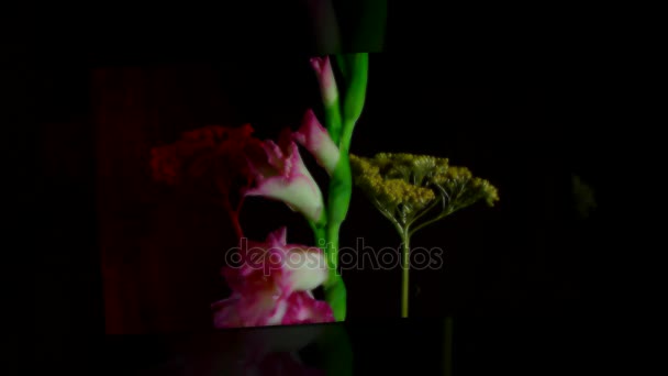 Fioritura Boccioli Fiori Rosa Gladiolo Timelapse — Video Stock