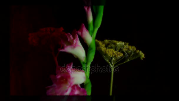 Kwitnący Mieczyk Różowe Pąki Kwiatowe Timelapse — Wideo stockowe