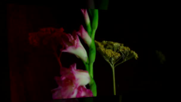 Idő Telik Egyetlen Virág Extraordinary Virágzó — Stock videók