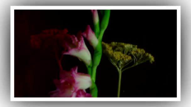 Înflorire Muguri Flori Gladiolus Roz Timelapse — Videoclip de stoc