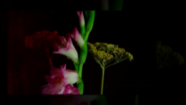 Roze Bloeiende Gladiolen Bloemknoppen Timelapse — Stockvideo