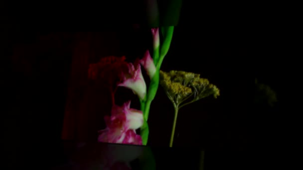 Roze Bloeiende Gladiolen Bloemknoppen Timelapse — Stockvideo