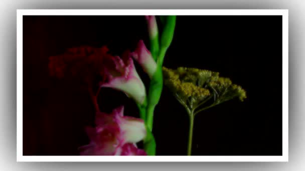 Blooming Pink Gladiolus Flower Buds Timelapse — Stock Video