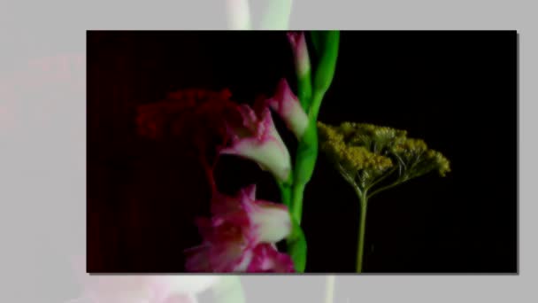 ピンク咲きグラジオラス花蕾 タイムラプス — ストック動画