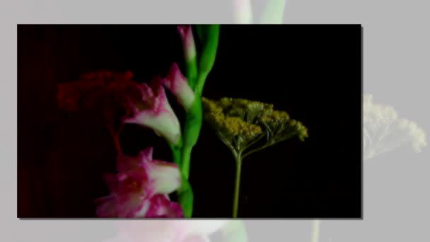 Fioritura Boccioli Fiori Rosa Gladiolo Timelapse — Video Stock