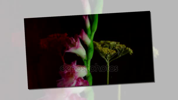 Kwitnący Mieczyk Różowe Pąki Kwiatowe Timelapse — Wideo stockowe