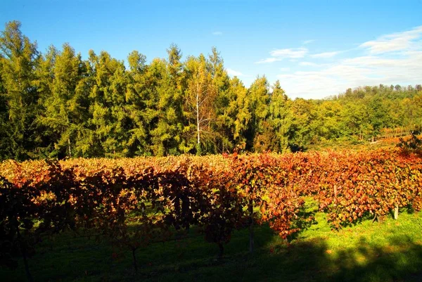 Bellissimo paesaggio autunnale con linee variopinte di vigneti. Autunno colore vigneto — Foto Stock