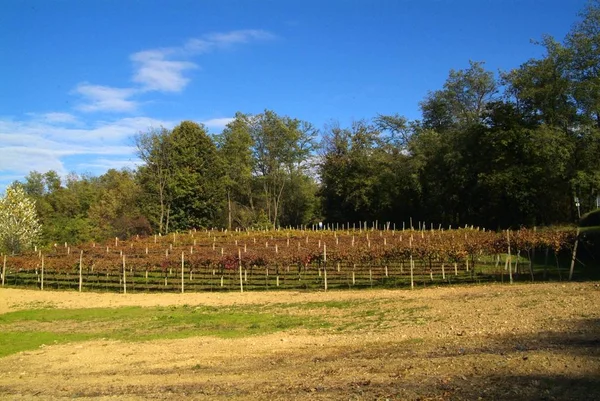 Krásné podzimní krajina s pestrobarevným řádky vinic vinné révy. Barevný podzim vinice — Stock fotografie