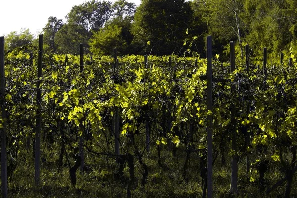 Vackra höst landskapet med multi-färgade linjer av vingårdar vinrankor. Hösten färg vingård — Stockfoto