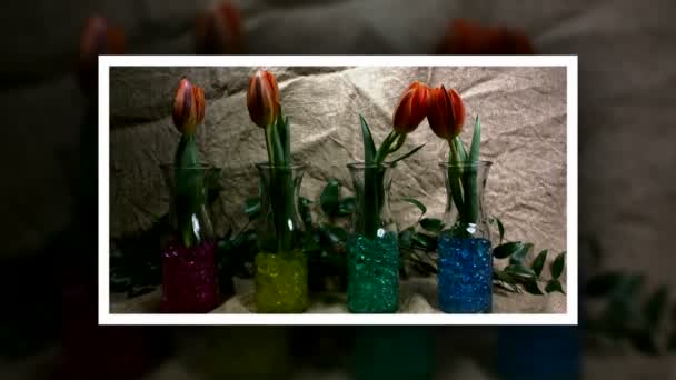 Kwiaty Skoki Przeciwko Juta Tła Apelu Piękne Czerwone Tulipany Wiosną — Wideo stockowe