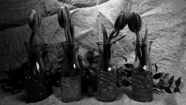 Квіти Стрибки Проти Juta Фон Червоних Тюльпанів Навесні — стокове відео