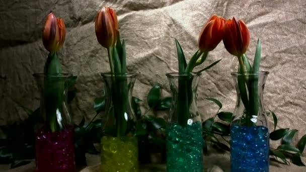 Blumen Springen Vor Einem Juta Hintergrund Rote Tulpen Frühling — Stockvideo
