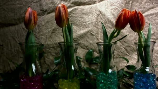 Цветы Прыгают Фоне Джуты Красные Тюльпаны Весной — стоковое видео