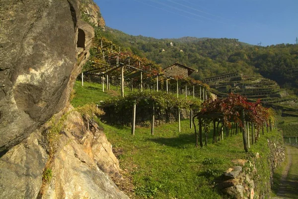 Vinice v Canavese - nedaleko malé vesnice Cesnola, Itálie. — Stock fotografie