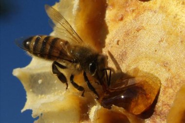 Arılarda bal peteğindeki arılara yakın çekim