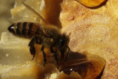 Arılarda bal peteğindeki arılara yakın çekim