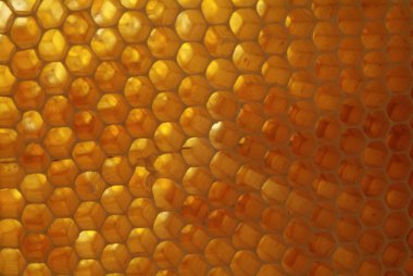 Arılarda bal peteğindeki arılara yakın çekim