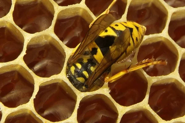 Arılarda bal peteğindeki arılara yakın çekim
