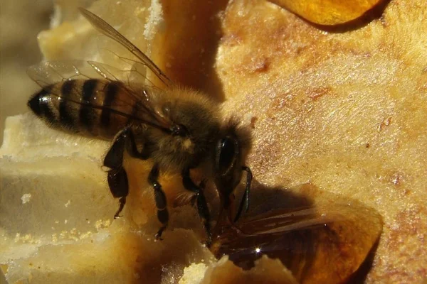 Arılarda bal peteğindeki arılara yakın çekim