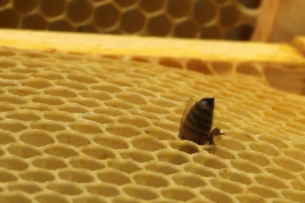 Nahaufnahme von Bienen auf Bienenwaben im Bienenhaus — Stockfoto